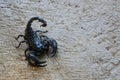 Black emperor scorpion on the sand Royalty Free Stock Photo