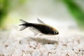 Black emperor tetra Nematobrycon amphiloxus tropical aquarium fish neon tetra Royalty Free Stock Photo