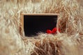 Black empty chalkboard for school records stands in a field with ripe ears of Golden wheat on a Sunny day Royalty Free Stock Photo