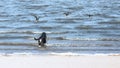 Black english cocker spaniel dog in water hunting ducks