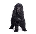 Black english cocker spaniel sitting and wearing a harness Royalty Free Stock Photo