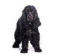 Black english cocker spaniel standing and looking at camera Royalty Free Stock Photo