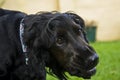 Black English Spaniel Growl Royalty Free Stock Photo