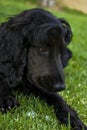 Black English Spaniel Portrait Royalty Free Stock Photo