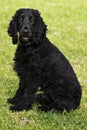 Black English Spaniel Sitting Royalty Free Stock Photo