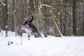 Black English Stafford dog in snow