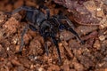 Black Entelegyne Spider Royalty Free Stock Photo