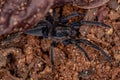 Black Entelegyne Spider Royalty Free Stock Photo