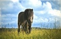 Black Equus ferus caballus male Royalty Free Stock Photo