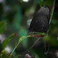 Black Euploea tulliolus butterfly perched on a green leaf in a garden Royalty Free Stock Photo