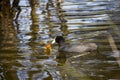 Black Eurasian Coot feeding newly hatched chick.