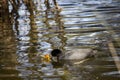 Black Eurasian Coot feeding newly hatched chick.