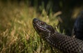 Black European adder - Vipera berus - in Norway Royalty Free Stock Photo