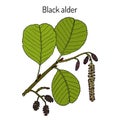 Black or European alder Alnus glutinosa , medicinal plant