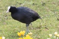 Black european coot on the grass or in the water in public park in the Netherlands.