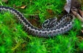 Black European viper in a moss in a dense forest.