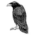 Black evil raven for halloween theme tattoo and t-shirt design. Vintage crow symbol of gothic, halloween, fear. Hunter bird. Great