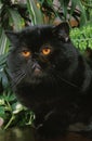 Black Exotic Shorthair Domestic Cat, Adult near Green Plant
