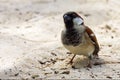 Black eye in sand belle mare mauritius