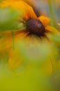 Black Eye Susan through plants