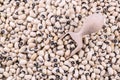 Black-eyed Beans texture background. Cowpea beans. Royalty Free Stock Photo