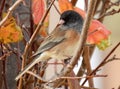 Black eyed junco