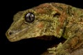 Black eyed Mossy New Caledonian gecko Mniarogekko chahoua