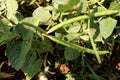 Black Eyed Pea Plant