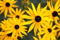 Black eyed Susan Royalty Free Stock Photo