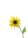 Black-eyed Susan