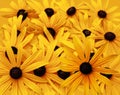 Black Eyed Susan Background Royalty Free Stock Photo