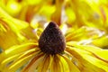 Black-eyed Susan in Bloom Royalty Free Stock Photo