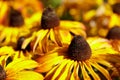 Black-eyed Susan in Bloom in Northern California Royalty Free Stock Photo