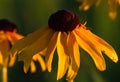 Black-eyed Susan on in the early morning summer sun Royalty Free Stock Photo
