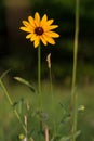 Black-Eyed Susan in a Field Royalty Free Stock Photo