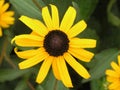 Black Eyed Susan flower Royalty Free Stock Photo