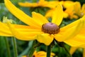 Black Eyed Susan Flower Royalty Free Stock Photo