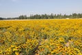 Black-eyed susan flower field, Willamette Valley, Oregon Royalty Free Stock Photo
