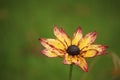 Black Eyed Susan flower in full bloom, shallow depth of field Royalty Free Stock Photo