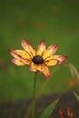 Black Eyed Susan flower in full bloom, shallow depth of field Royalty Free Stock Photo