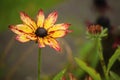 Black Eyed Susan flower in full bloom, shallow depth of field Royalty Free Stock Photo