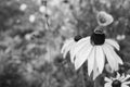 Black Eyed Susan flower with a gorse shield bug nymph Royalty Free Stock Photo