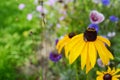 Black Eyed Susan flower with a gorse shield bug nymph Royalty Free Stock Photo