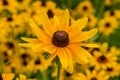 Black-Eyed-Susan flower