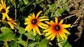 Black-Eyed Susan flower or Perenial Coneflower.