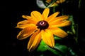 Black-Eyed Susan Flower Rudbeckia Hirta