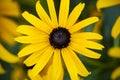 Black eyed susan flower in a summer garden in Connecticut Royalty Free Stock Photo