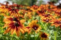 Black eyed Susan flower in summer garden Field, background Royalty Free Stock Photo