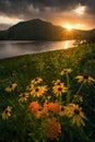 BBlack Eyed Susans, moody sunset, Appalachian Mountains