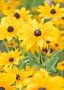 Garden bed of black eyed susan flowers in full bloom Royalty Free Stock Photo
